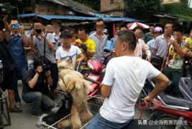 四川爱狗人士 , 暴揍狗肉店老板4小时 让给狗下跪 判决出来却崩溃了-图10